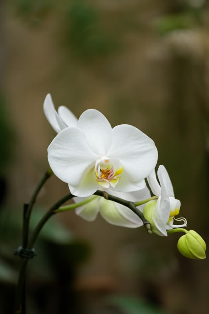 Imagem ilustrativa sobre Orquídeas e Luz: Um Guia Essencial